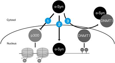 DNA methylation as a mediator of genetic and environmental influences on Parkinson’s disease susceptibility: Impacts of alpha-Synuclein, physical activity, and pesticide exposure on the epigenome